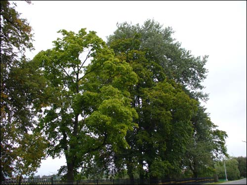 Svisłač. Manor park of the Tyškievič former Manor-place