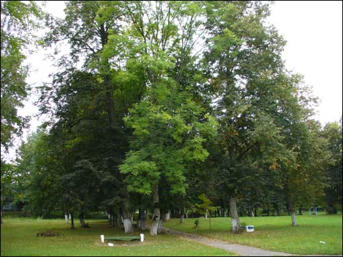 Svisłač. Manor park of the Tyškievič former Manor-place