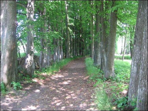  - Park dworski Tołłoczków. Aleja
