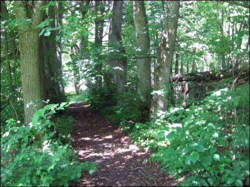 - Park dworski Tołłoczków. Aleja i fragment ogrodzenia