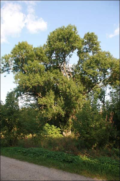 Ciešaŭla. Manor park of the Stankievič former Manor-place