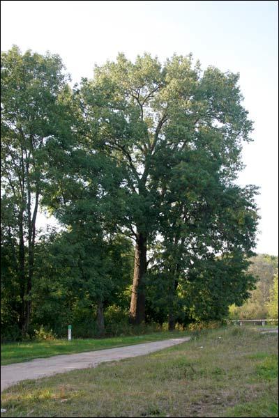 Ciešaŭla. Manor park of the Stankievič former Manor-place