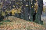 Černichava Vierchniaje.  Manor park of the former Rdułtoŭski (Rdułtowski) manor-place
