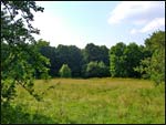 Damaševičy.  Manor park of the Lej former Manor-place