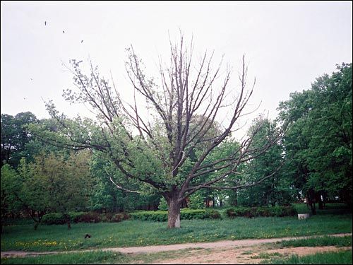  - Прысядзібны парк . Куток парку