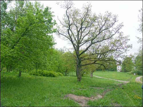  - Прысядзібны парк . Куток парку