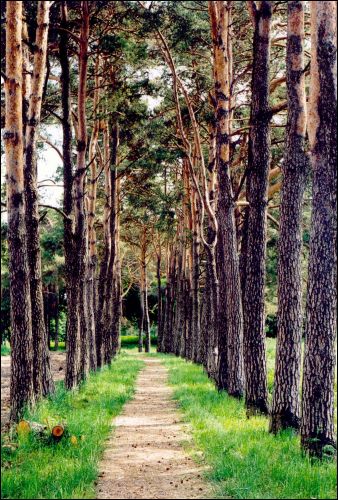  - Краявіды . Алея каля сажалкі. 07.2006.