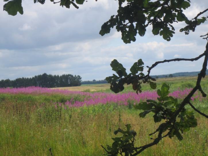Мір. Краявіды