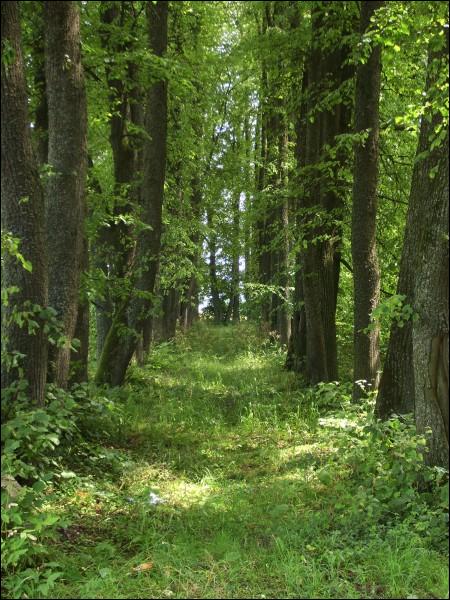 Stary Dvorac.  Manor park of the Butaŭt-Andrejkavič former Manor-place