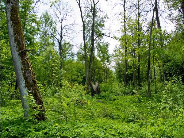 Lack (Jeŭłašy). Manor park 