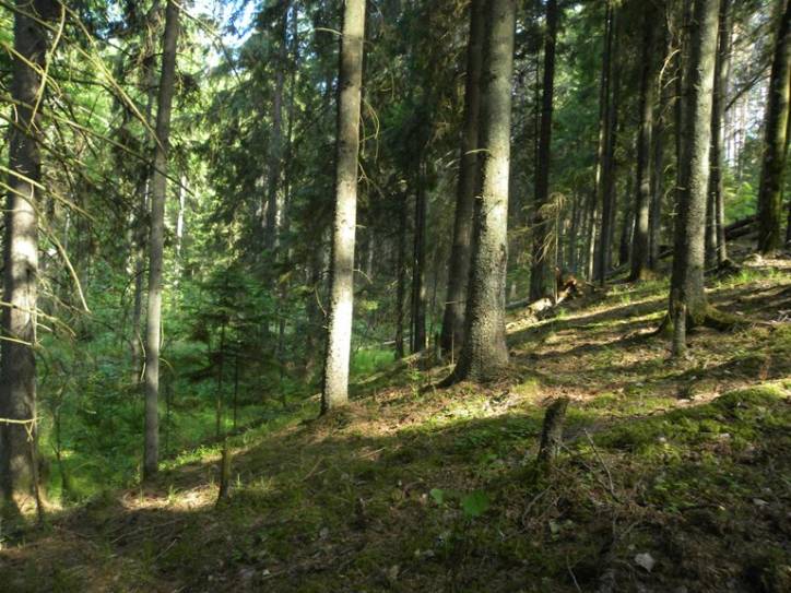 Гутка |  Усадьба Пусловских. В лесу