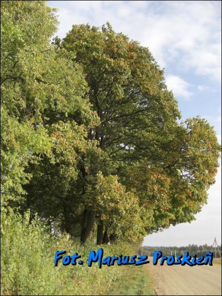 Kascianieva. Landscapes 