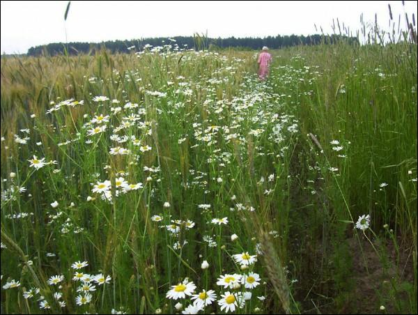 Landscapes  .   - Landscapes .