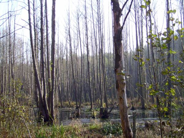 Landscapes  .   - Landscapes .