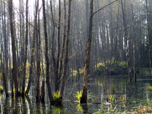 Landscapes  .   - Landscapes .