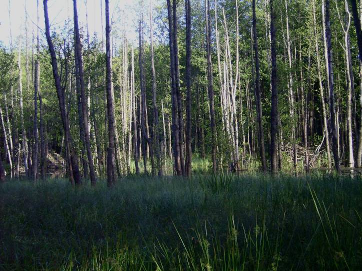 Landscapes  .   - Landscapes .