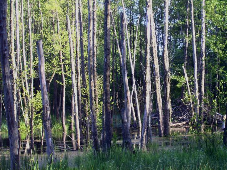 Landscapes  .   - Landscapes .