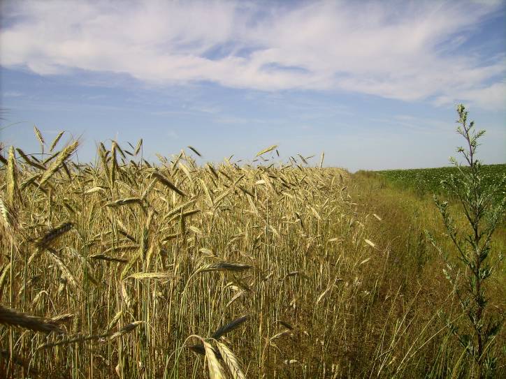 Landscapes  .   - Landscapes .