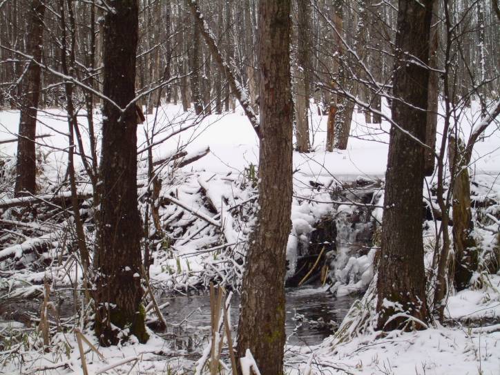 Landscapes  .   - Landscapes .