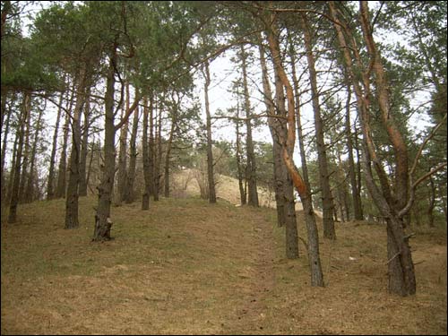  - Grodzisko . Grodzisko w Holszanach