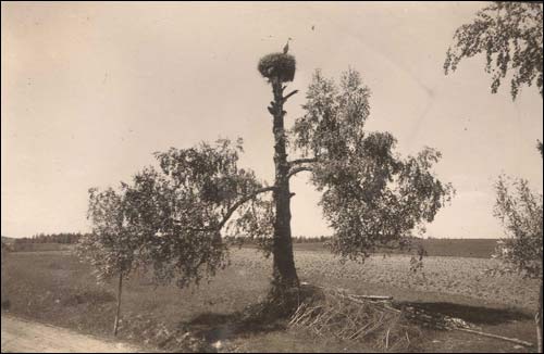 Щорсы. Деревня на старых фотографиях 