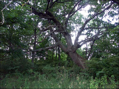 Подгорная (Гавиновичи) |  Пейзажи . Дрэва з былой сядзібнай прысады