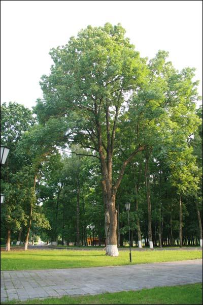 Daškaŭka. Manor of Żukowski