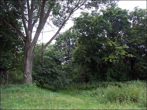 Савічы. Прысядзібны парк пры былой сядзібе Вэндорфаў