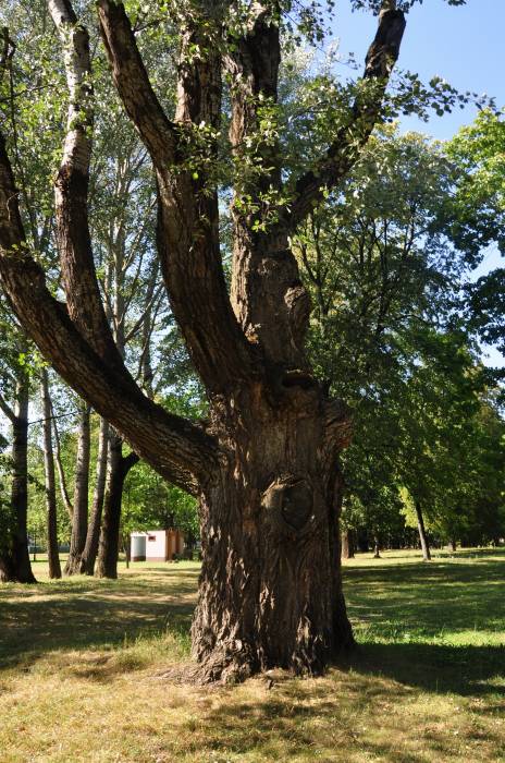  - Прысядзібны парк пры былой сядзібе Крывашэіна. 