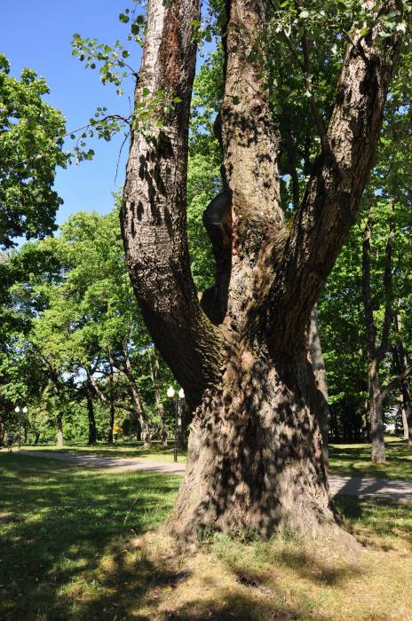  - Прысядзібны парк пры былой сядзібе Крывашэіна. 