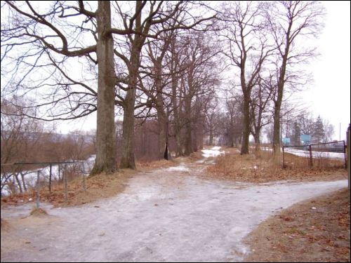 Berezyna |  Dwór Potockich. Aleja lipowa prowadząca do pałacu