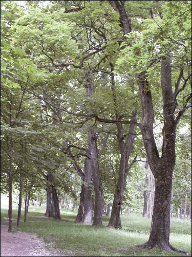  - Zespół dworsko-parkowy Czapskich. Zakątek parku