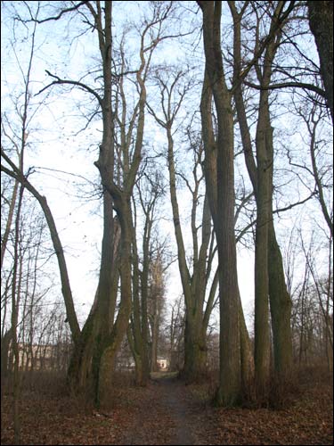 Красная Звезда (Радзивиллимонты). Усадебно-парковый ансамбль Радзивиллов