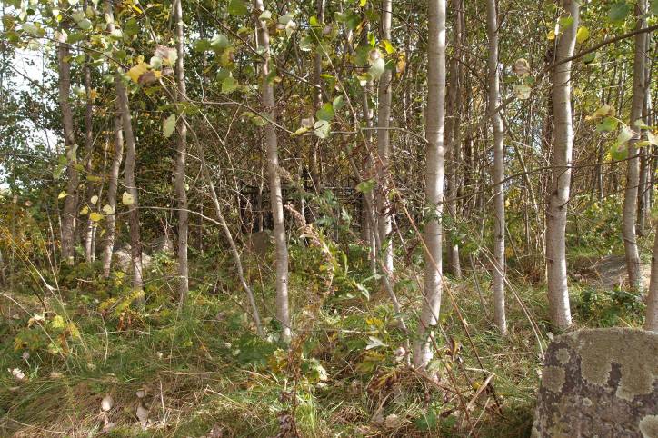 Лебедзева. Могілкі габрэйскія