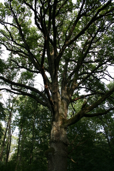 Park «Alba» .   - Park «Alba».