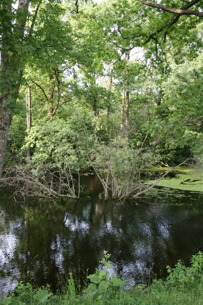 Park «Alba» .   - Park «Alba».