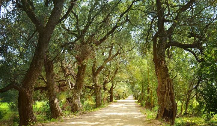  - Estate of Hartingh. 