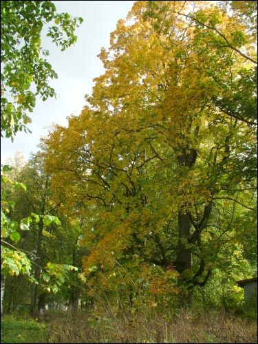 Viazyń. Manor of Giacevič