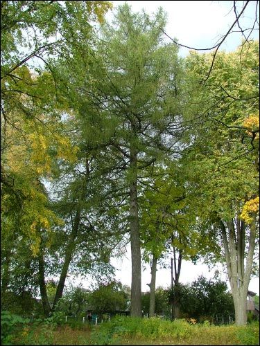 Viazyń. Manor of Giacevič