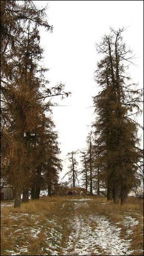 Čyrvonaja Dubrava (Makrany). The tomb of Woyniłłowicz
