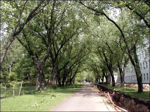 Mińsk |   Sad botaniczny. Aleja
