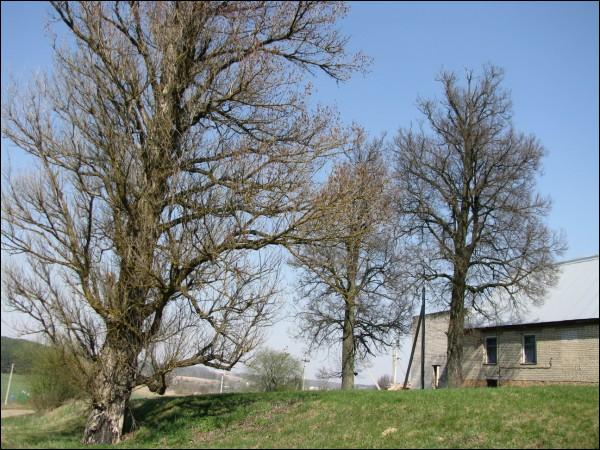 Przylepy.  Park dworski (pozostałości)