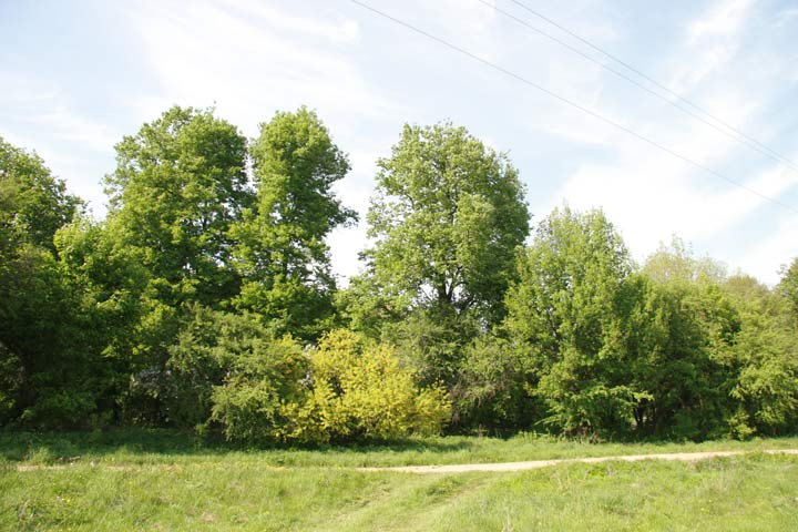 Погост. Приусадебный парк 