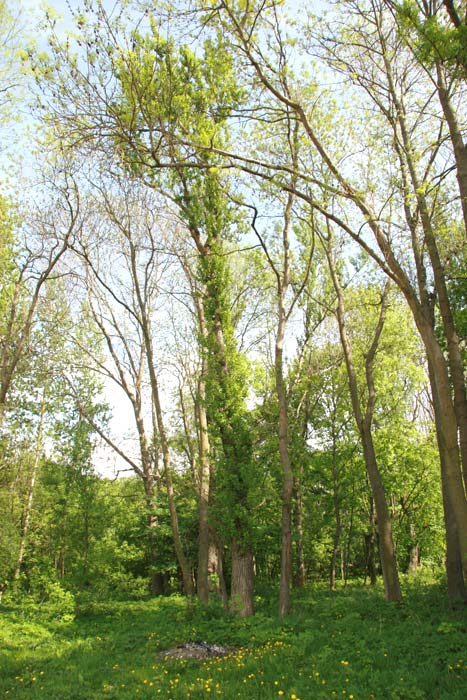  - Приусадебный парк . В парке