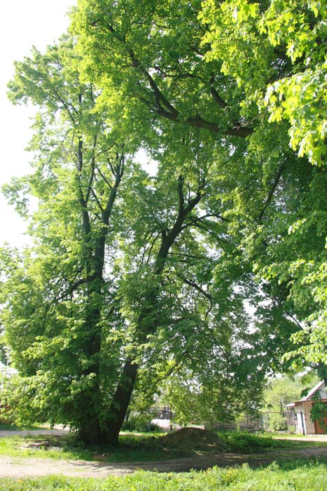  - Приусадебный парк . В парке