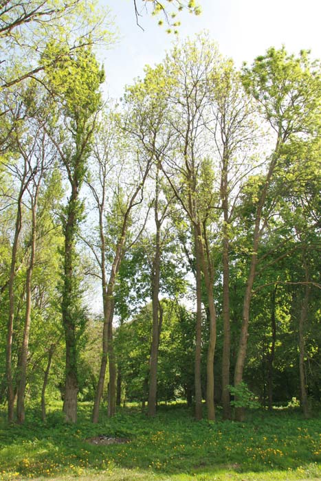  - Приусадебный парк . В парке