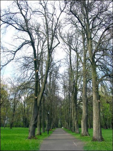 Nieśwież. Park Stary