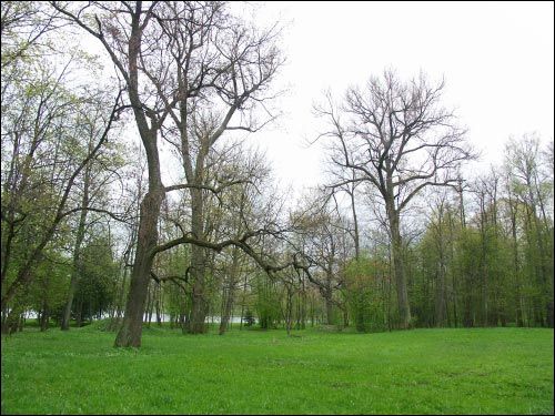 Nieśwież. Park Stary