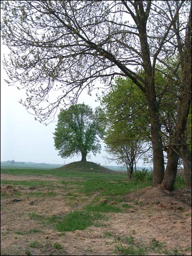 Łyszczyce. Park dworski Wisłockich