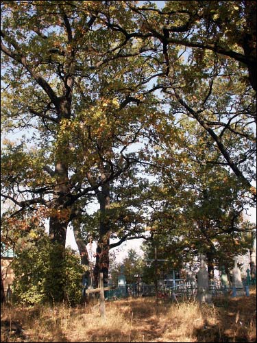  - Kaplica Św. Przemienienia Pańskiego. Cmentarz